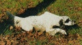Setter Anglais HARO DU CLOS SAINTE CATHERINE Setter Anglais HARO DU CLOS SAINTE CATHERINE